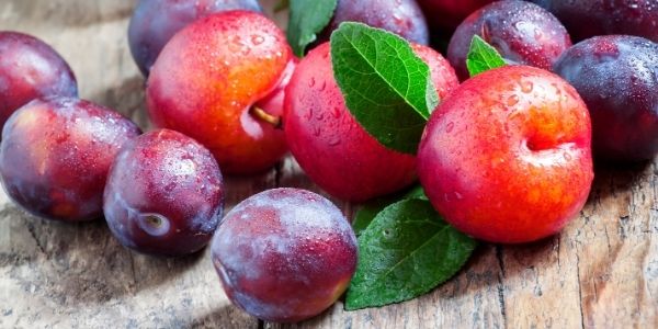 all about plums