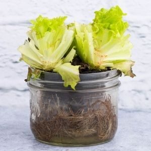 growing veggies in jars