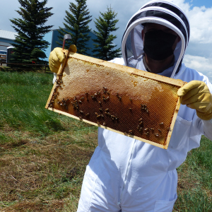 Be a beekeeper for a day