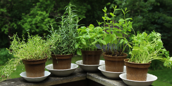 growing an herb garden