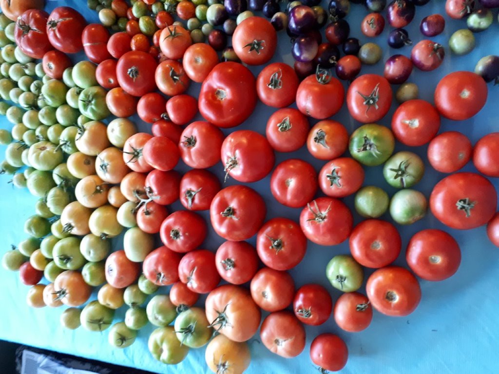 gardening, calgary, tomatoes