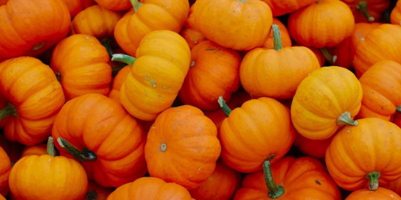 pumpkins