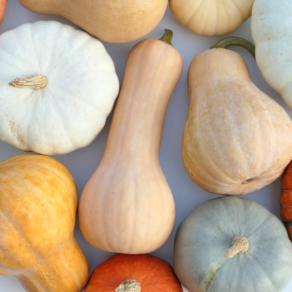 winter squash