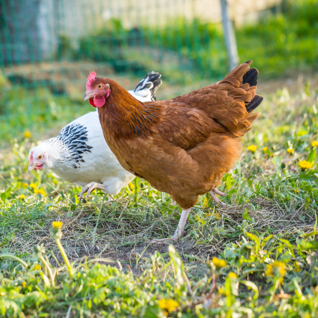 Beautiful view of Ethical Chicken Keeping Practices