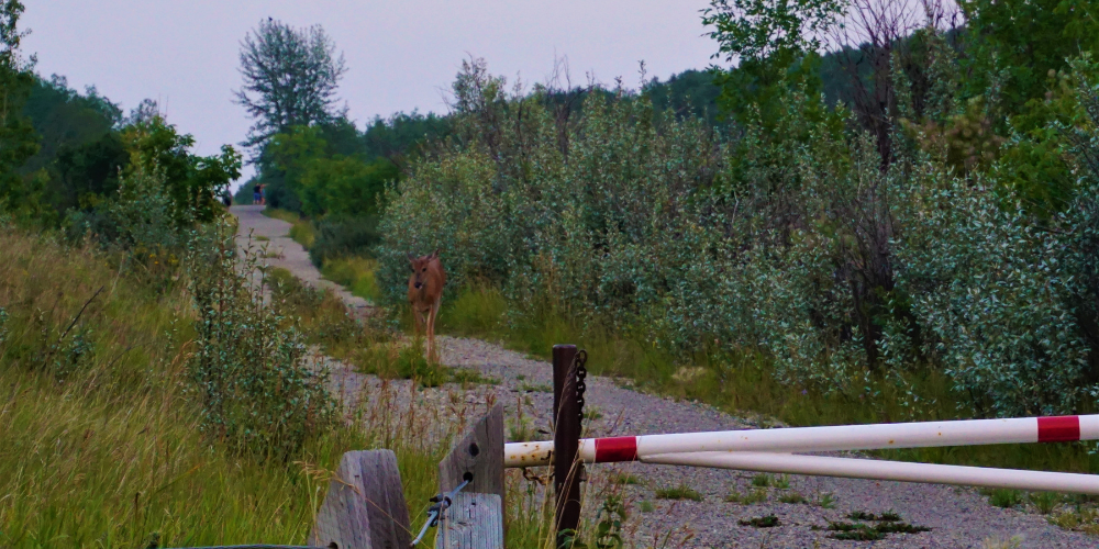 Indigenous-led Nature Walks