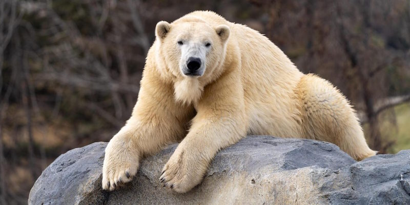 Calgary Zoo polar bears