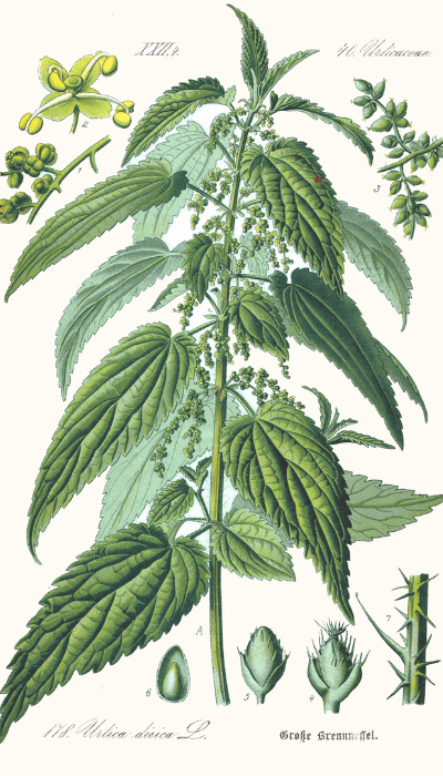 stinging nettle