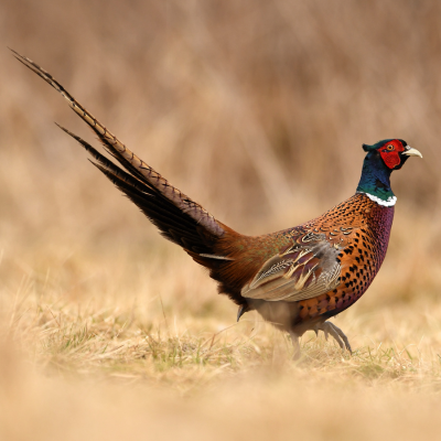 wild pheasant