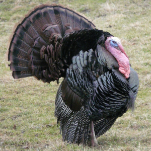 wild turkey