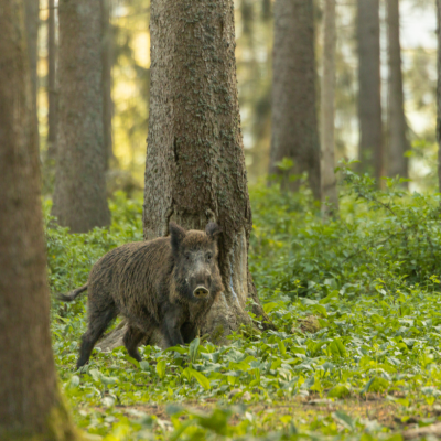 wild boar