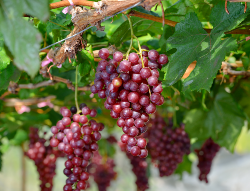 Grapes