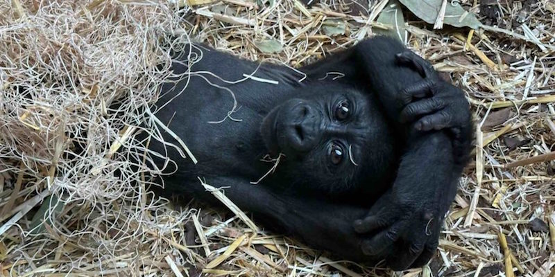 gorilla breakfast, zoo