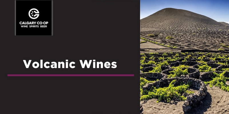 volcanic wine co-op