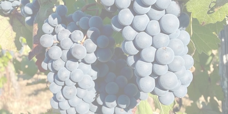Carlisle’s Last Crush Wine Tasting