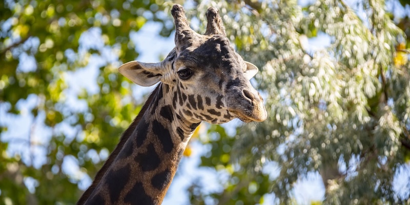 zoo zoo