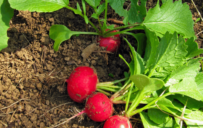 radishes