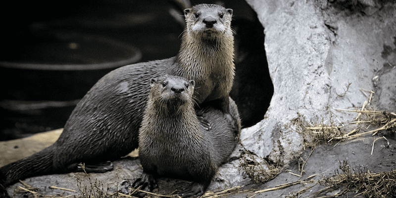 otter