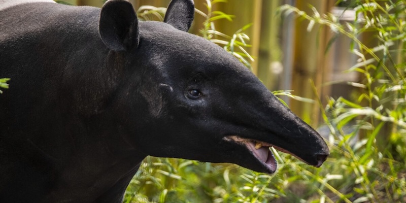 Tapirs zoo Tapirs zoo