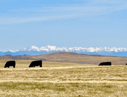 Meet the Producers – Beef and Basil