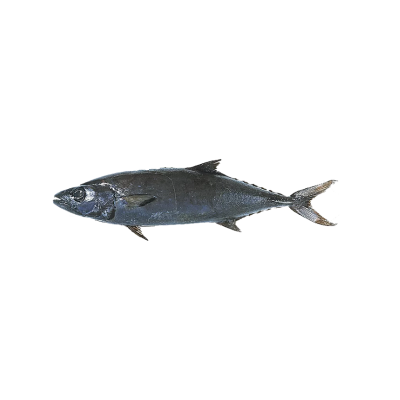 Untitled design – 2025-10-23T211640.719 escolar fish