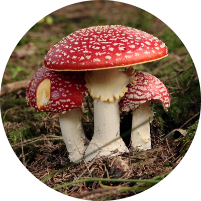 toxic mushrooms toxic mushrooms