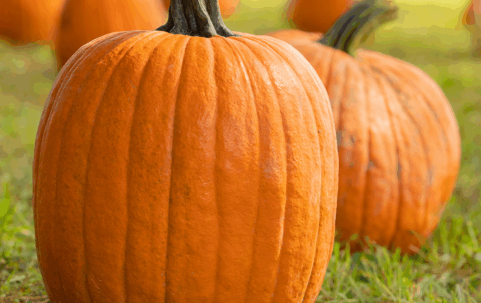 pumpkins