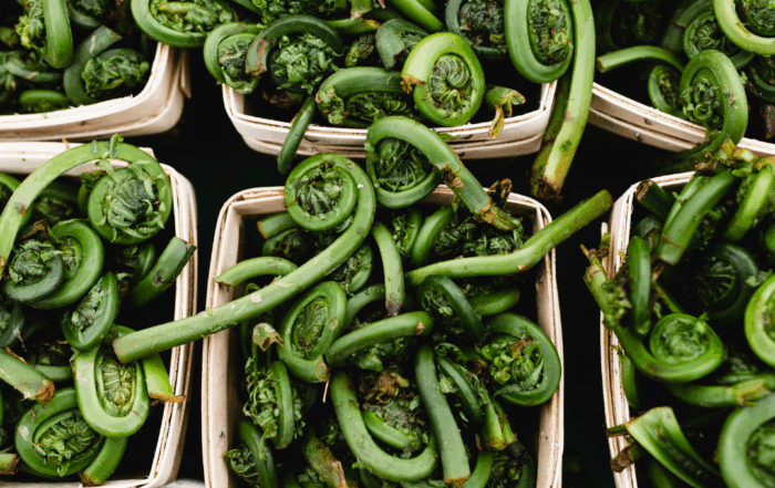 fiddleheads