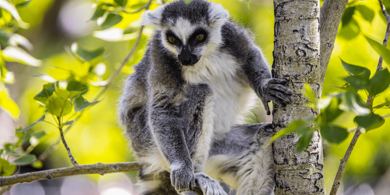 lemur zoo