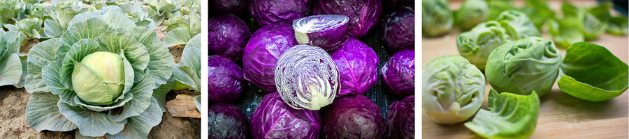 cabbage variety 3