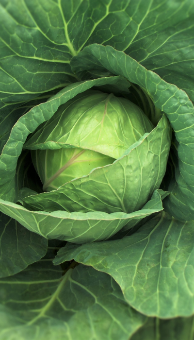 cabbage